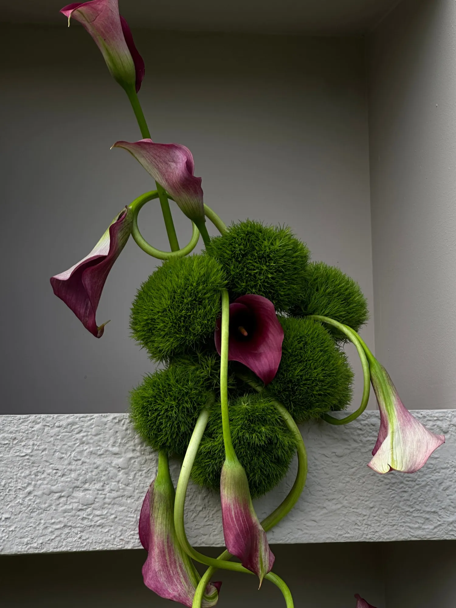 Calas de tallo curvo alrededor de esferas de dianthus verde